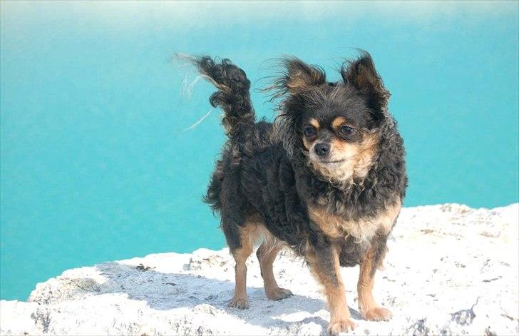 Chihuahua Nona billede 9