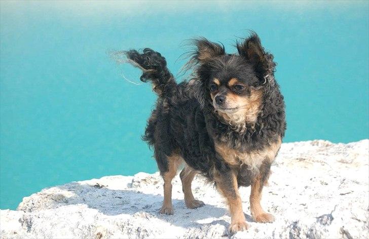 Chihuahua Nona billede 1