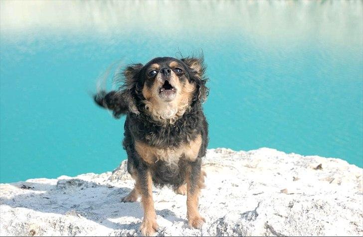 Chihuahua Nona - Nona hyyyler :) billede 6