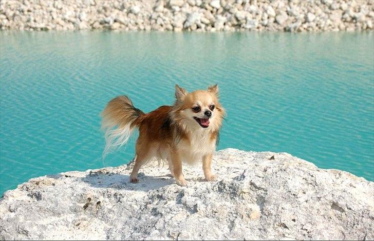 Chihuahua Balle-Balou billede 7