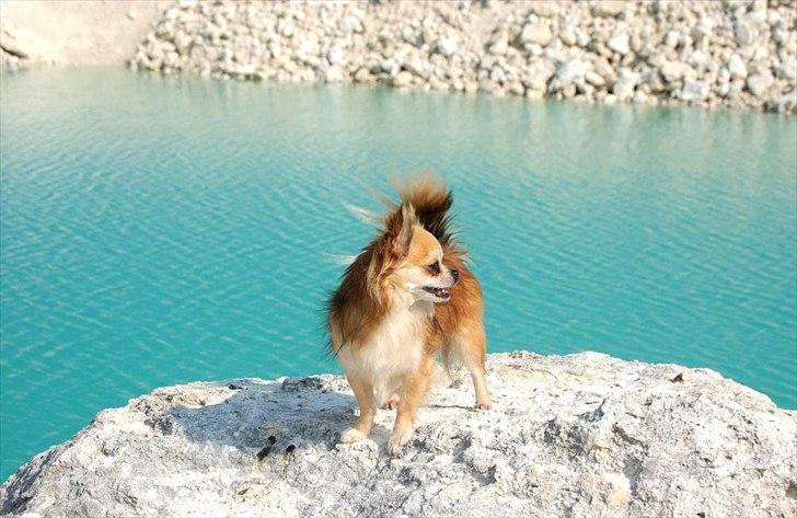 Chihuahua Balle-Balou billede 8