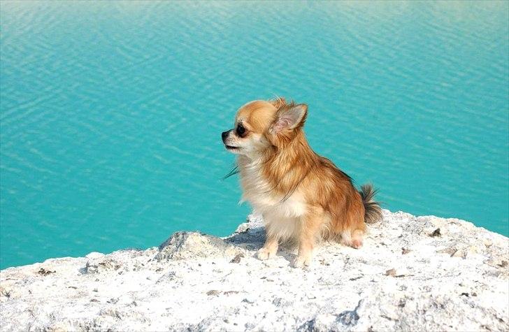 Chihuahua Balle-Balou billede 6