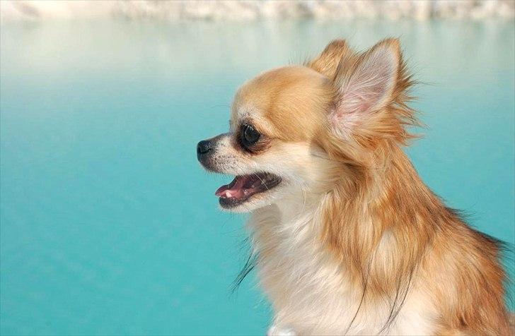 Chihuahua Balle-Balou billede 5