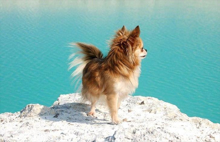 Chihuahua Balle-Balou billede 9