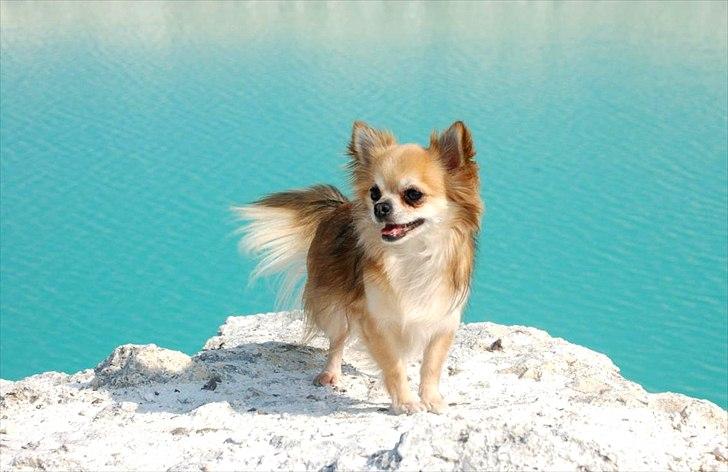 Chihuahua Balle-Balou billede 10