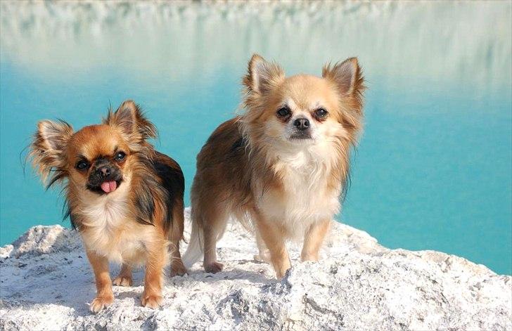 Chihuahua Balle-Balou - Balle med sin datter, Starla billede 11