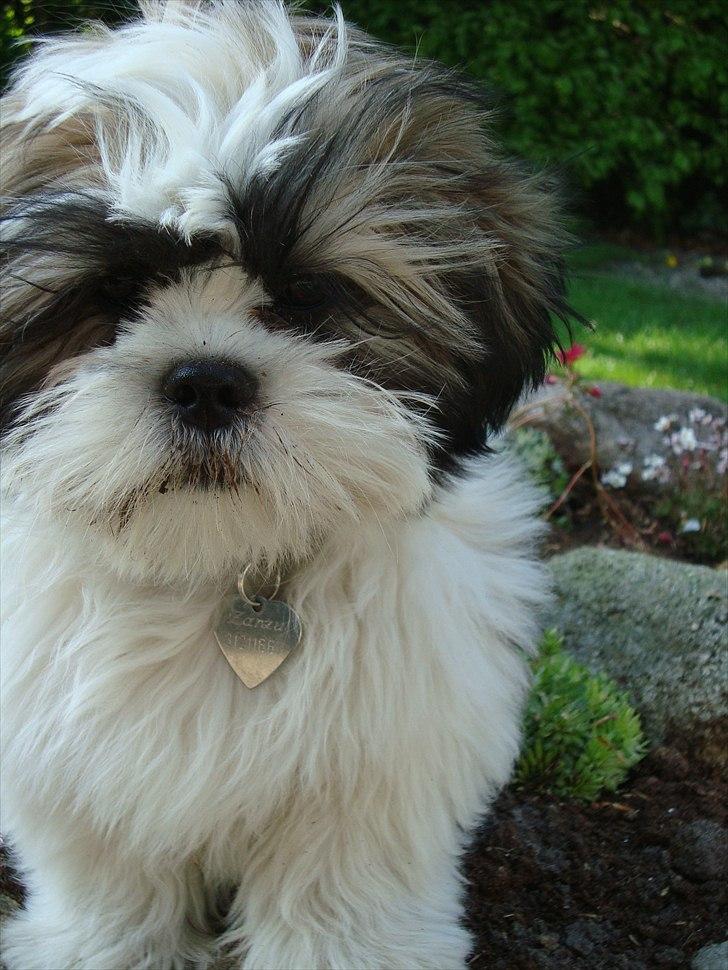 Blanding af racer Zarzu (Tidligere hund) billede 1