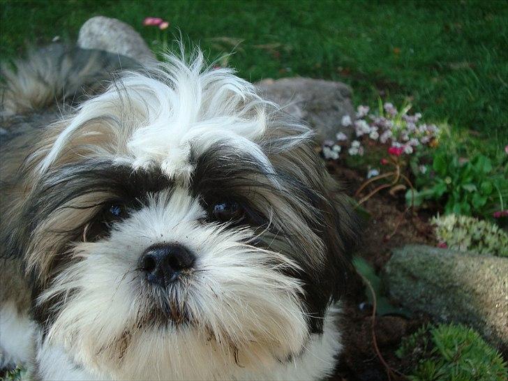 Blanding af racer Zarzu (Tidligere hund) billede 2