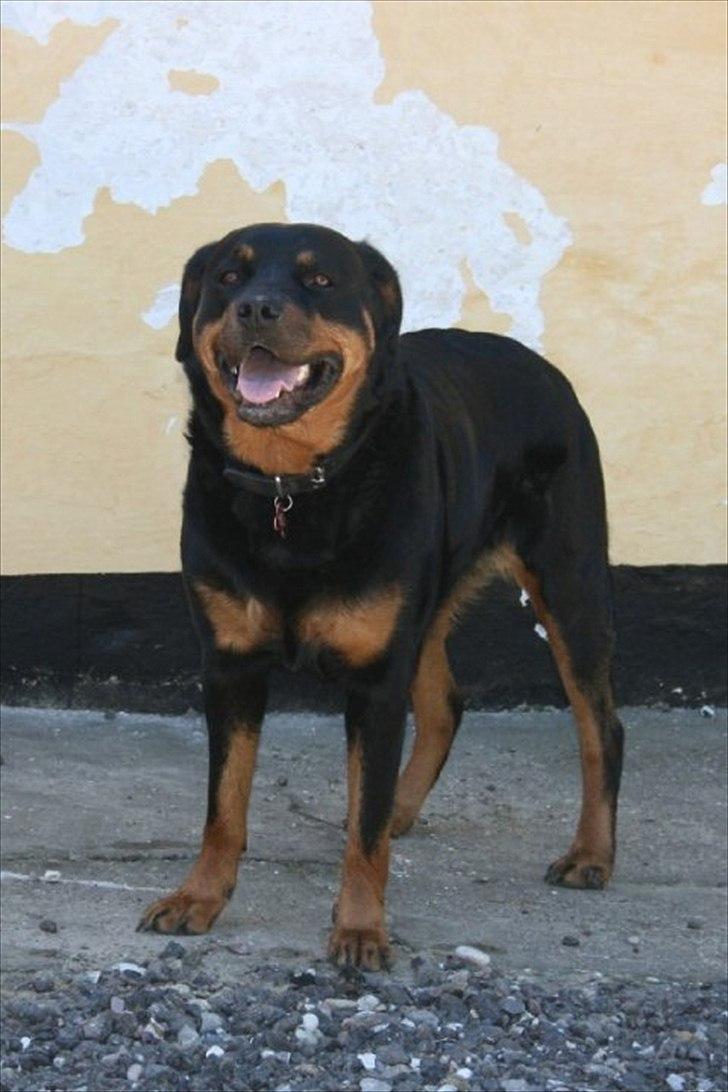 Rottweiler Malla <3 billede 19