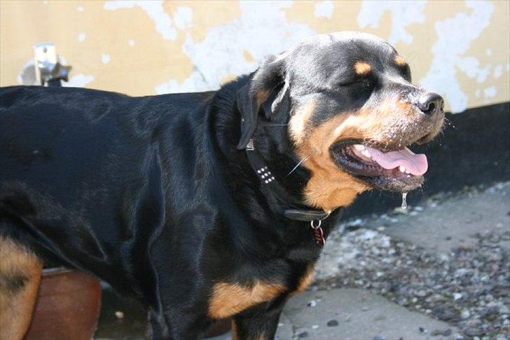 Rottweiler Malla <3 billede 20