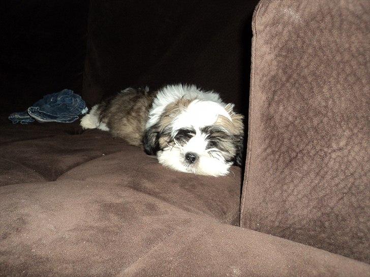 Blanding af racer Zarzu (Tidligere hund) billede 4