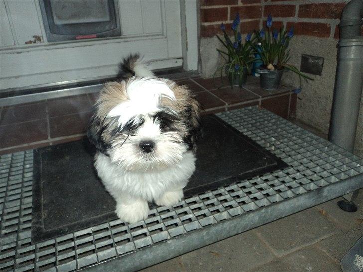 Blanding af racer Zarzu (Tidligere hund) billede 5