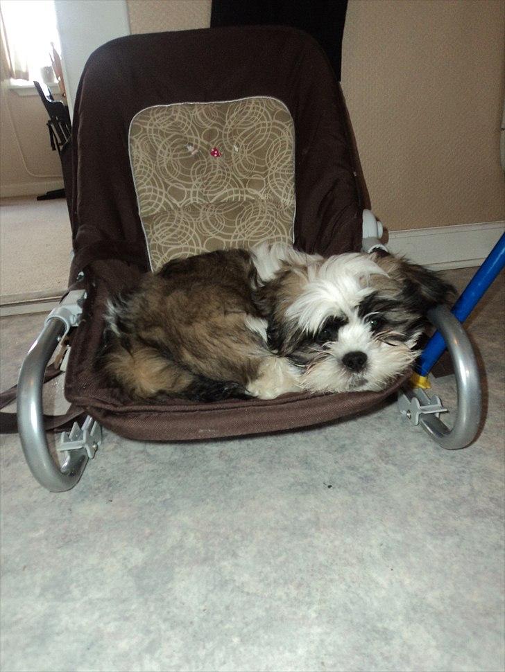 Blanding af racer Zarzu (Tidligere hund) billede 6