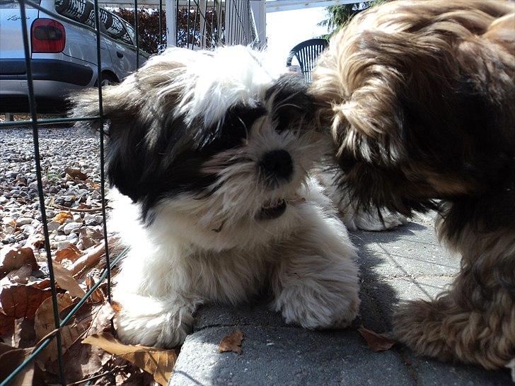 Blanding af racer Zarzu (Tidligere hund) billede 7