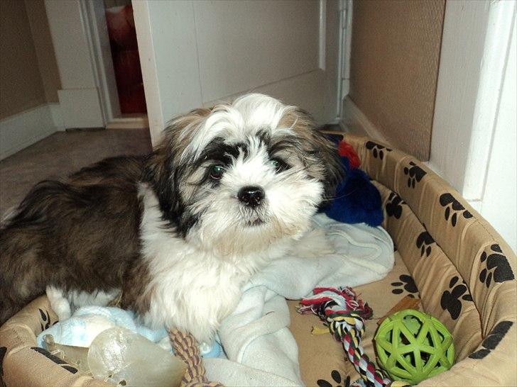 Blanding af racer Zarzu (Tidligere hund) billede 8