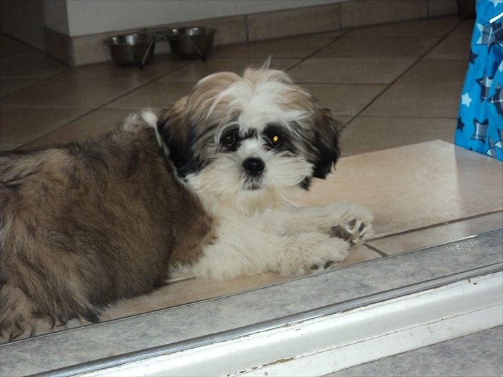 Blanding af racer Zarzu (Tidligere hund) billede 9