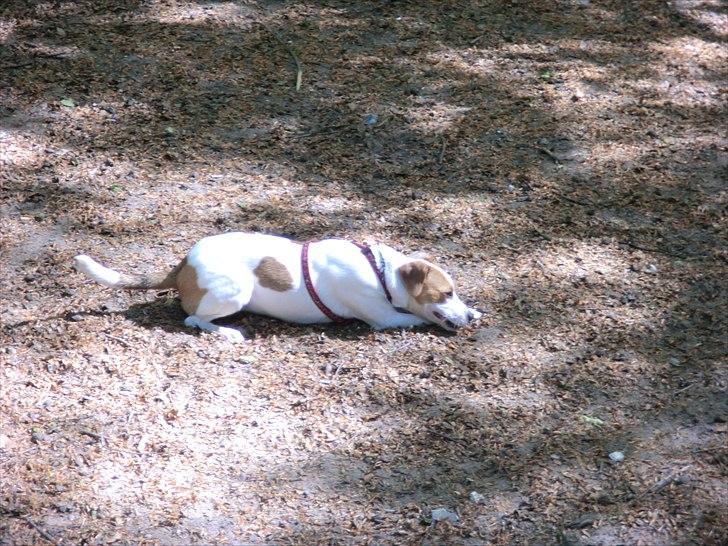 Dansk svensk gaardhund Holgers Rose (Kiki) billede 12