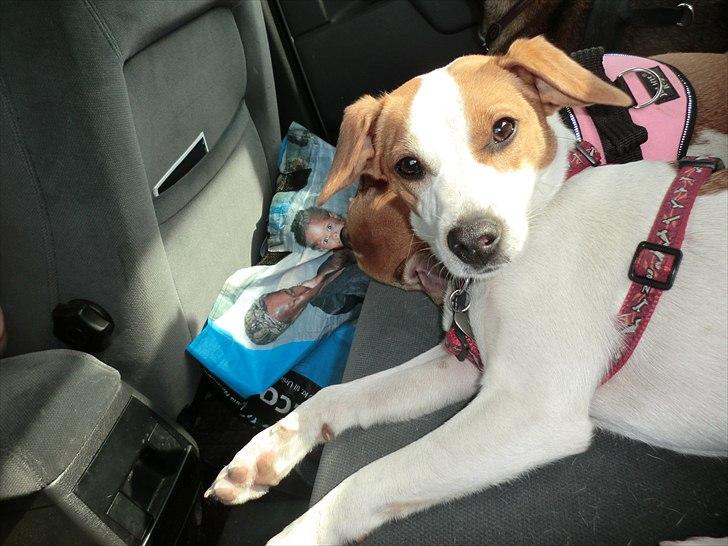 Dansk svensk gaardhund Holgers Rose (Kiki) - Jeg bliver så træt når jeg har været i hundeskoven!  billede 13