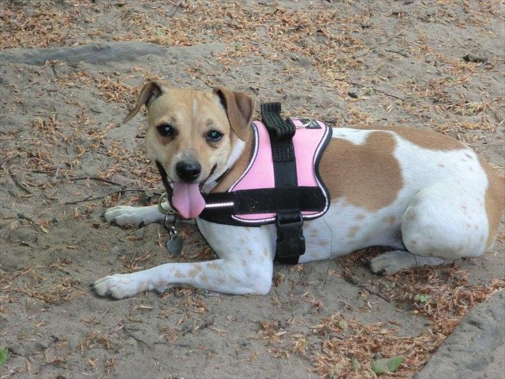 Dansk svensk gaardhund Molly billede 8