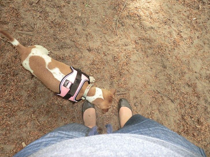 Dansk svensk gaardhund Molly - Hva kan de der? billede 9