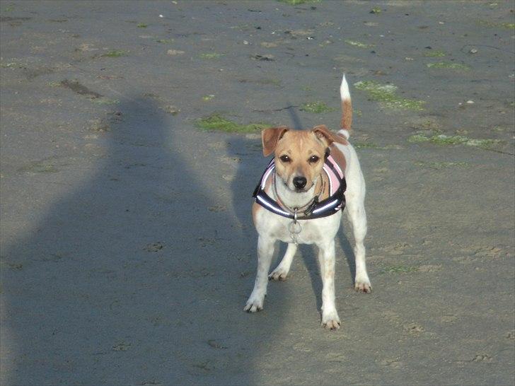 Dansk svensk gaardhund Molly - Jeg elsker at være på stranden!! billede 10