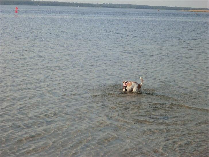 Dansk svensk gaardhund Molly - Og vandet.. mhmm.. Dykanden kalder de mig :) billede 11