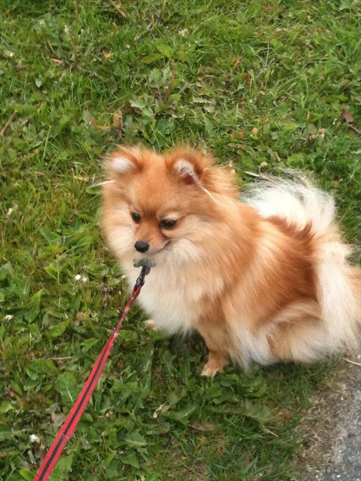 Pomeranian Chao Chao billede 1