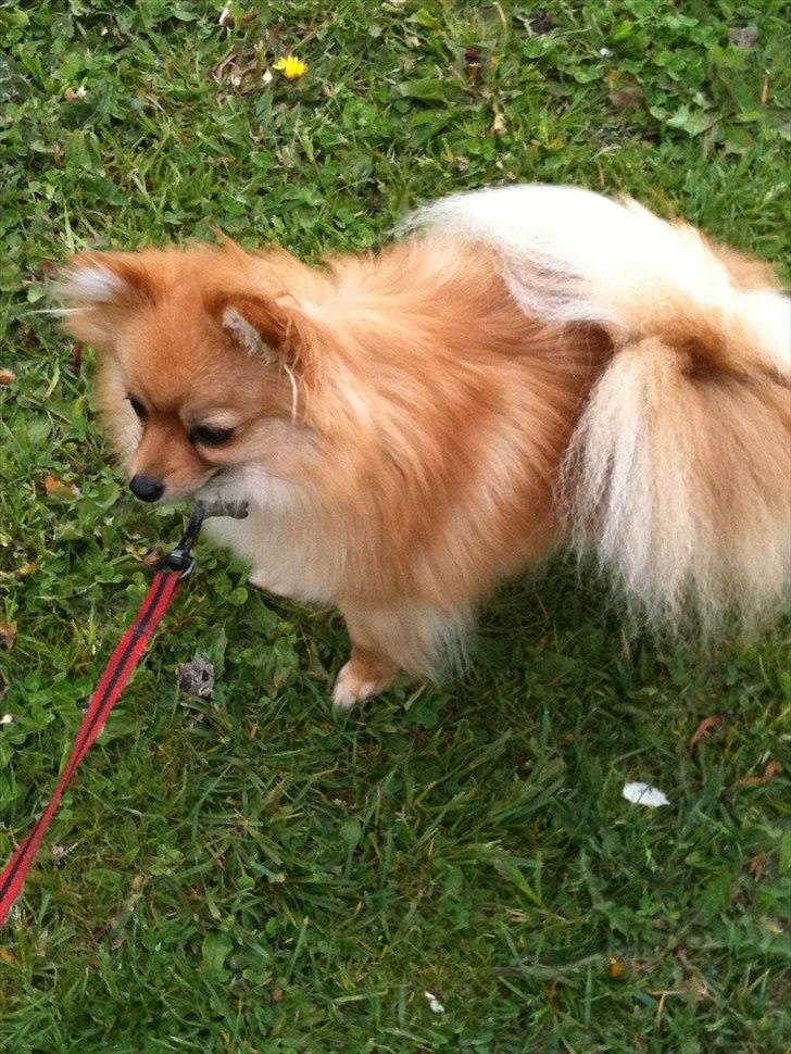 Pomeranian Chao Chao billede 2