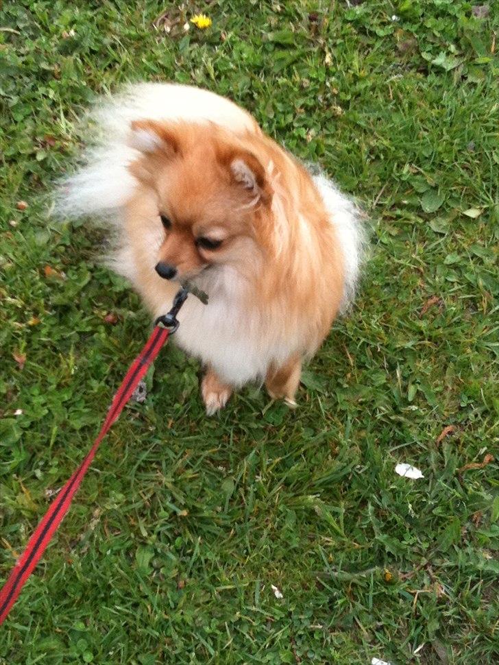 Pomeranian Chao Chao billede 3