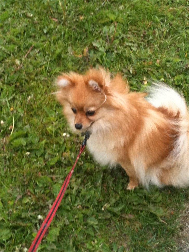 Pomeranian Chao Chao billede 4