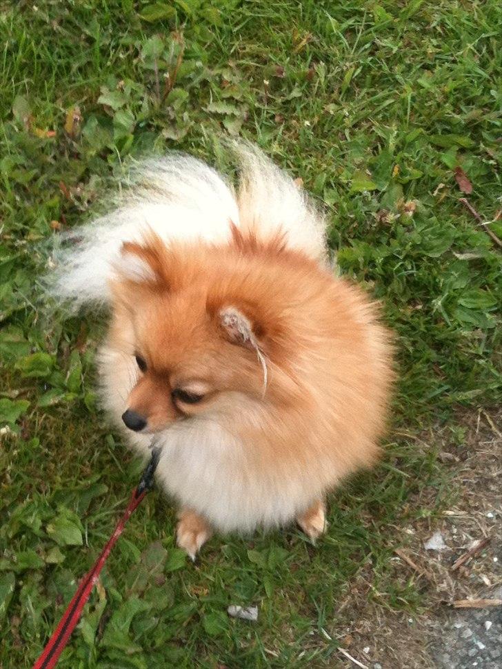 Pomeranian Chao Chao billede 5