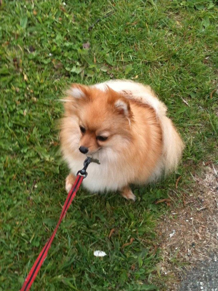 Pomeranian Chao Chao billede 6