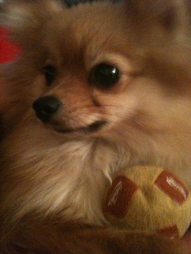 Pomeranian Chao Chao billede 7