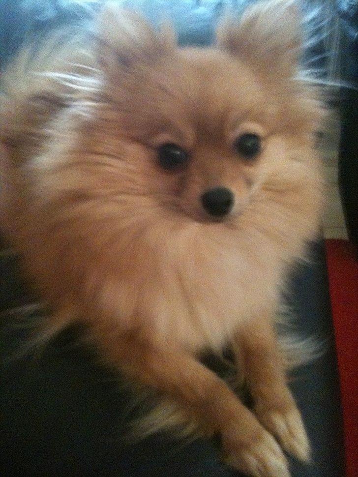 Pomeranian Chao Chao billede 8
