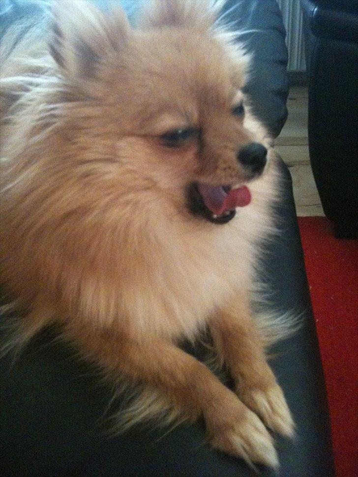 Pomeranian Chao Chao billede 9