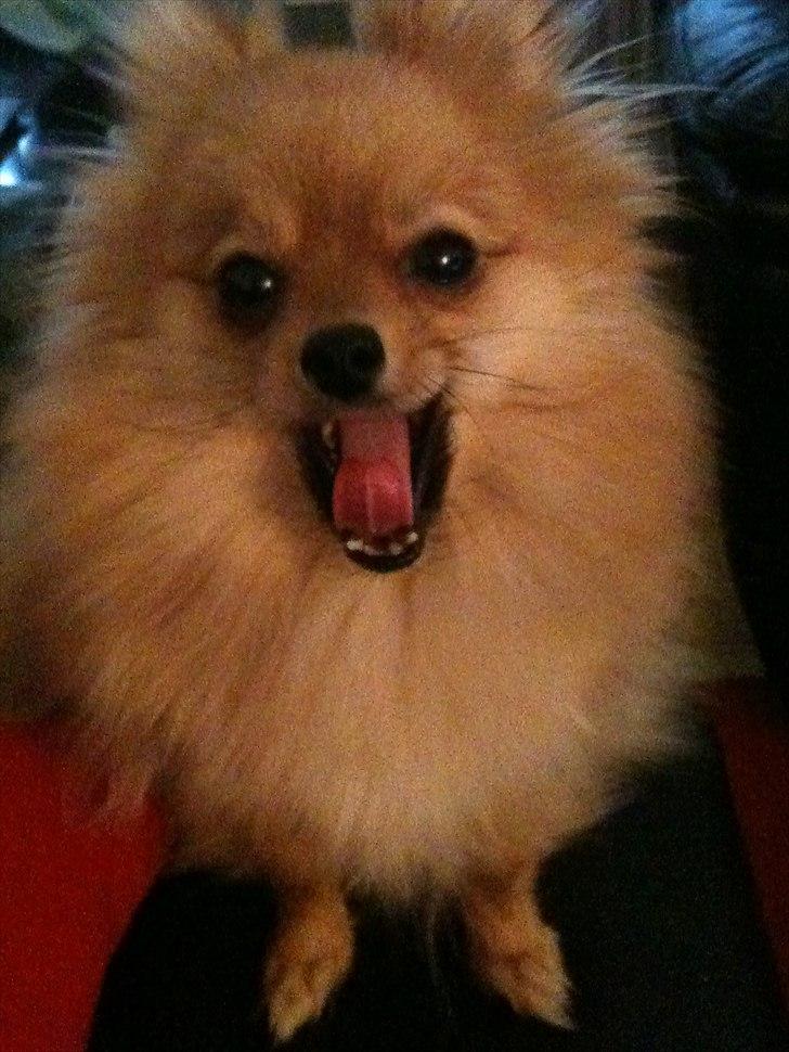 Pomeranian Chao Chao billede 10