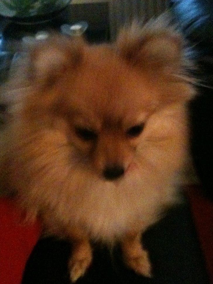 Pomeranian Chao Chao billede 11