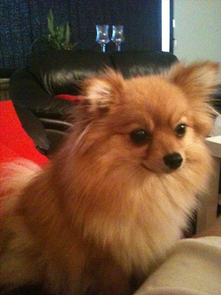 Pomeranian Chao Chao billede 12