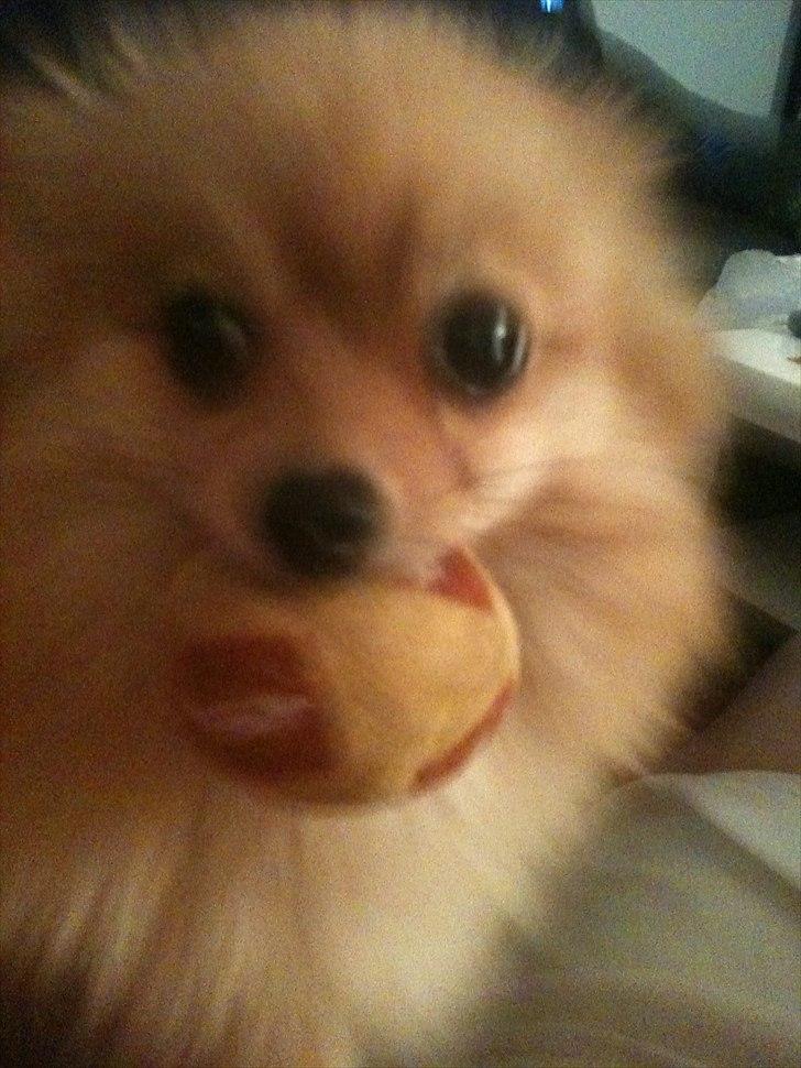 Pomeranian Chao Chao billede 13