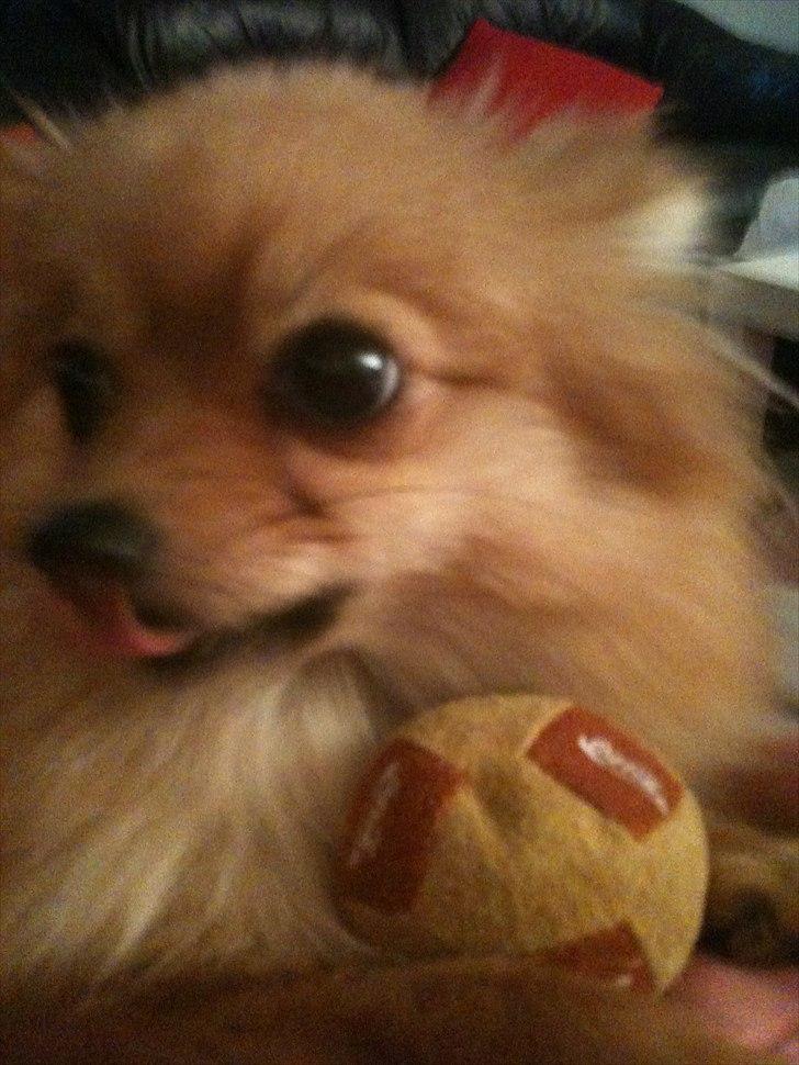 Pomeranian Chao Chao billede 14