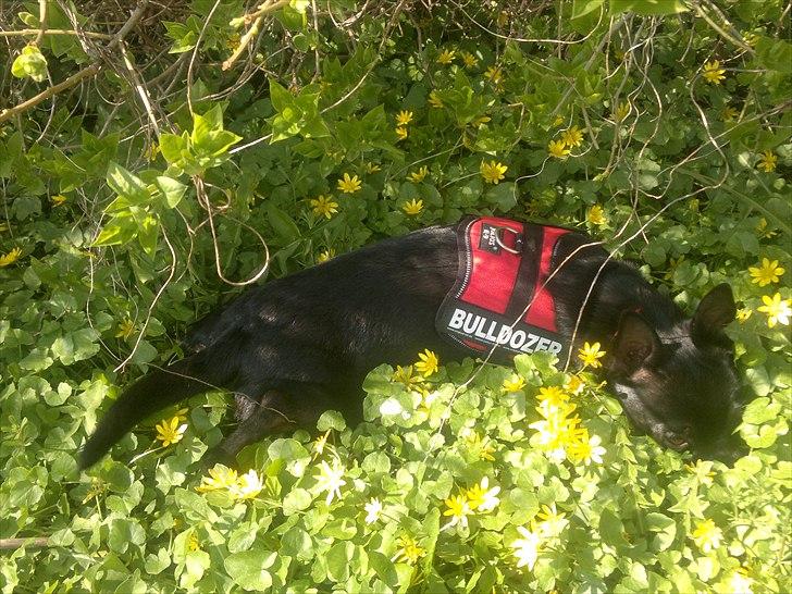 Blanding af racer Bella chihuahua/dværgpins - lille blomster Bella billede 1