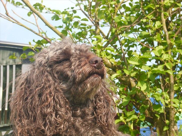 Mellempuddel Darling billede 5