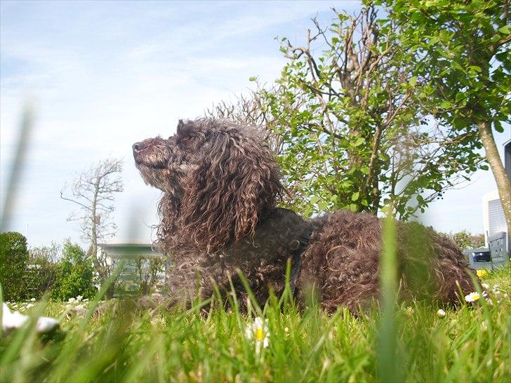 Mellempuddel Darling billede 9