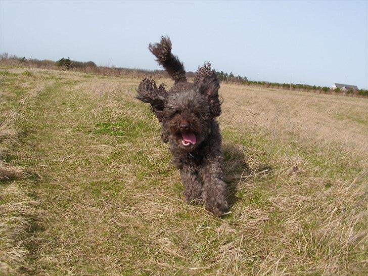 Mellempuddel Darling billede 10