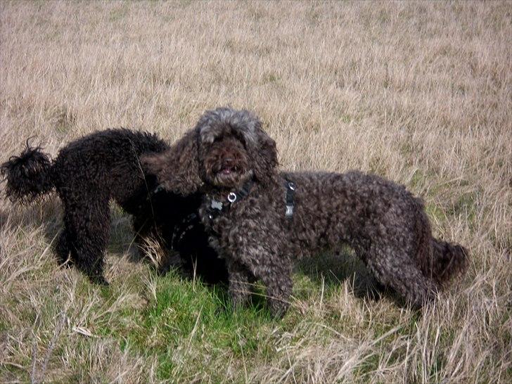 Mellempuddel Darling billede 11