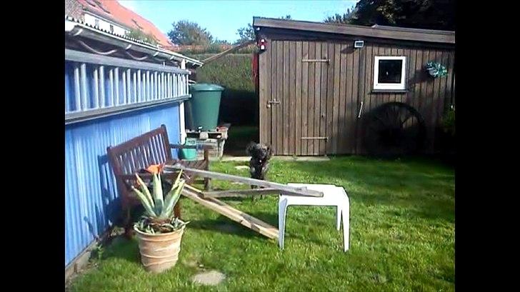 Mellempuddel Darling billede 12