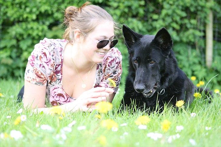 Schæferhund Alli <3 - Velkommen til ALlis profil. Læg gerne en bedømmelse og en kommantar ;p Her på billede er vi ude på en lufter. SMuk billede hvis jeg selv skal sige det ;p Foto: Mig/selvudløser ;) billede 1