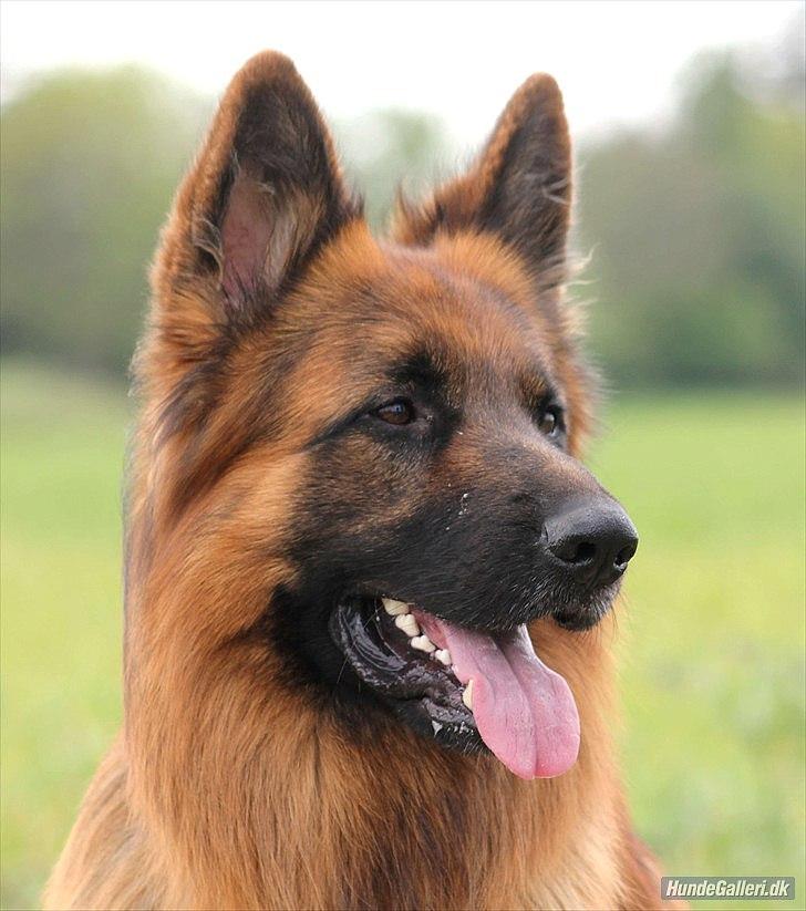 Schæferhund Horsnæs Bugger (Benny) - Min smukke hund fanget af Freja i et tænksomt øjeblik :) billede 4