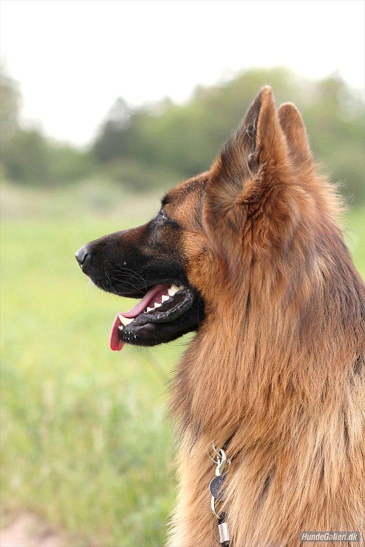 Schæferhund Horsnæs Bugger (Benny) billede 5