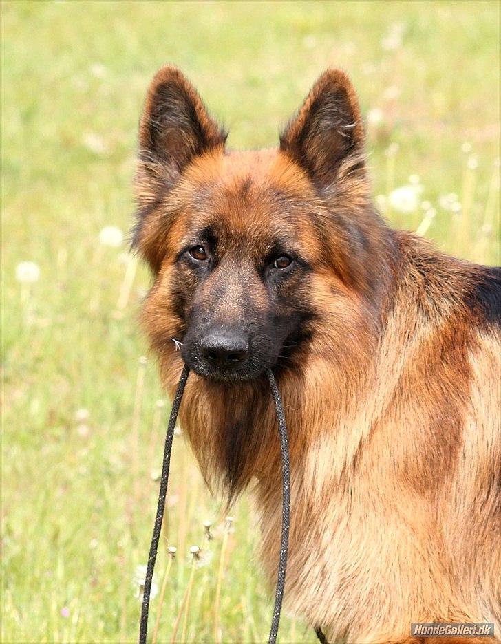 Schæferhund Horsnæs Bugger (Benny) billede 6